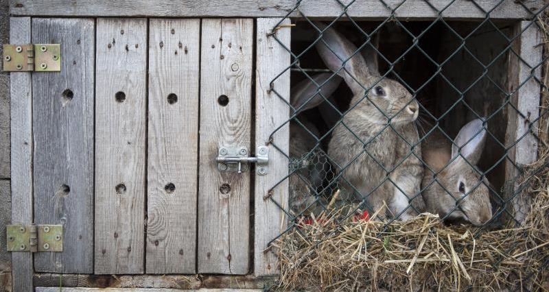 rabbit in a hutch_55397