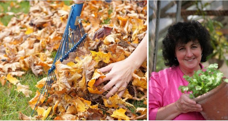 Gardening with Pippa Greenwood - October tips for your garden