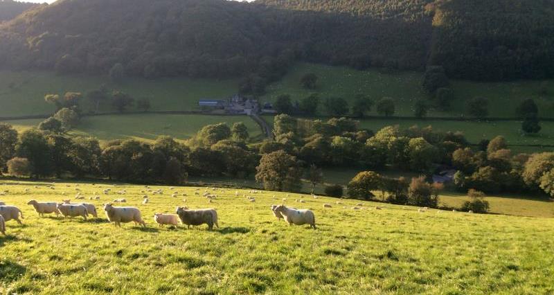 Welsh farm and sheep pics_30613