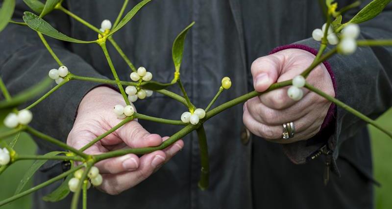 6 things you didn't know about mistletoe