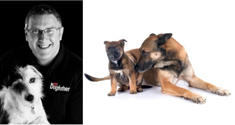 Dogfather training: do dogs copy others?