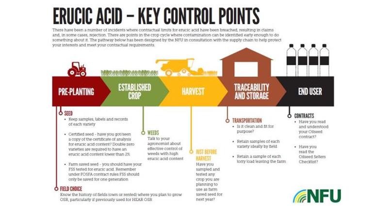 Erucic acid infographic_50248