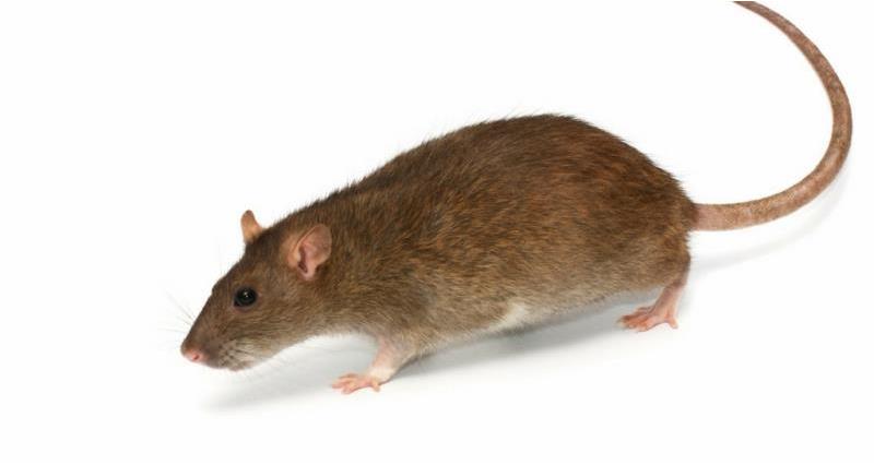 Brown Rat Resized For Website_50690