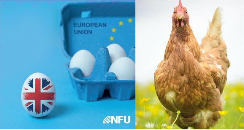 Poultry Brexit Impact_56842