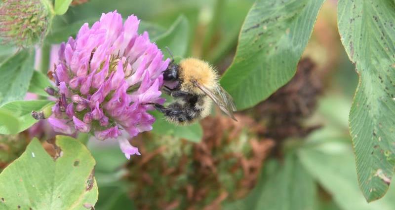 Carder Bee on Clover_45171