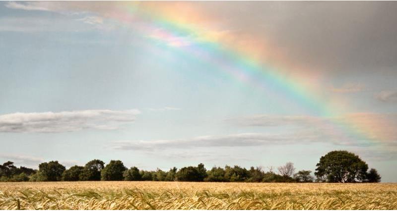 wheat field with trees and rainbow web crop_55112