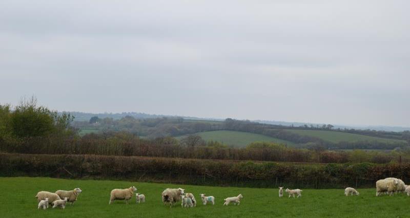 Sheep grazing_52537