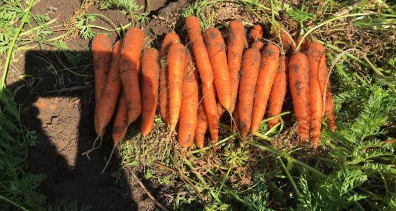 Taylorgrown carrots 5_46280