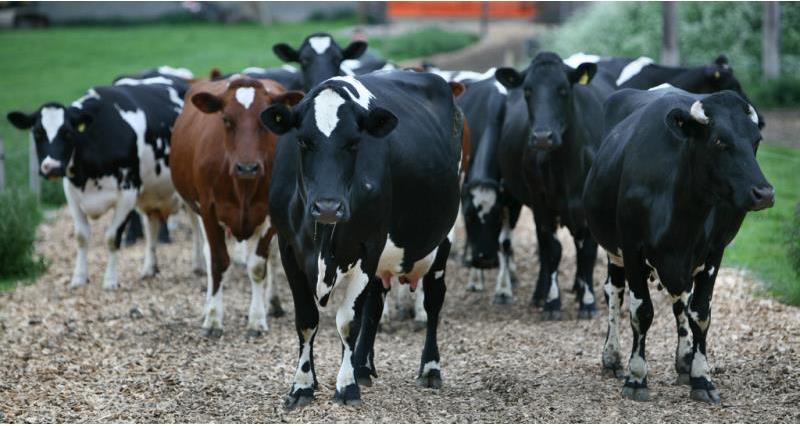 Dairy Cattle Online_53953