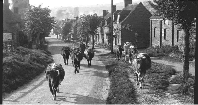Cows and farmer walking along a road c1920s-1930s