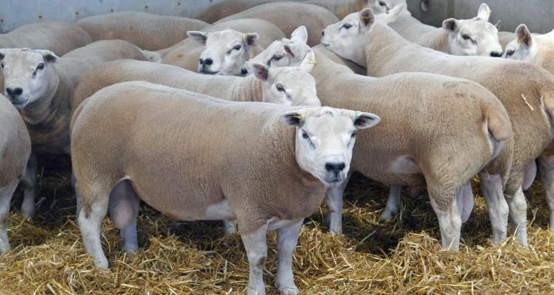 Glos sheep farming day 3_55498