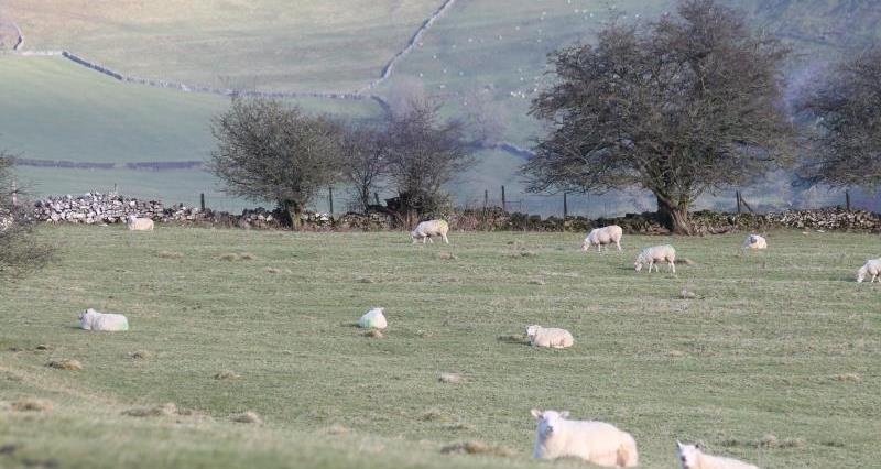 Staffordshire Peak District sheep_51050
