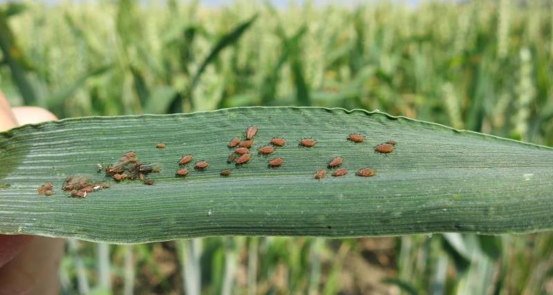 Aphids on wheat_27377