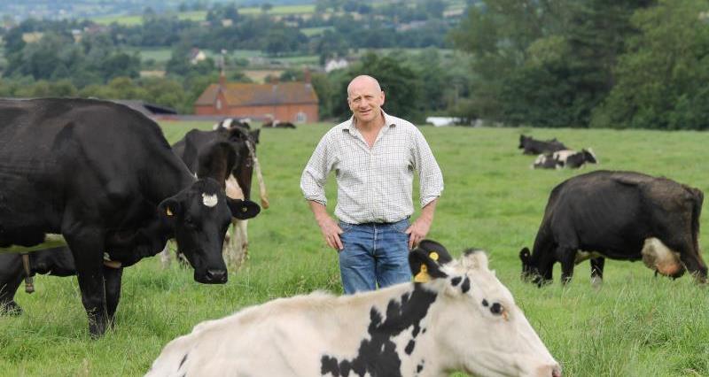 david brookes on farm, dairy cuts 2015_26302
