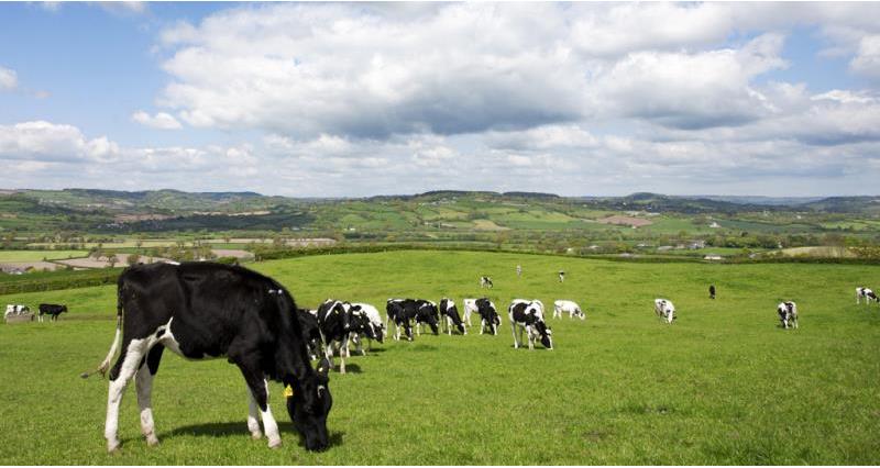 dairy cows grazing, web crop_37470