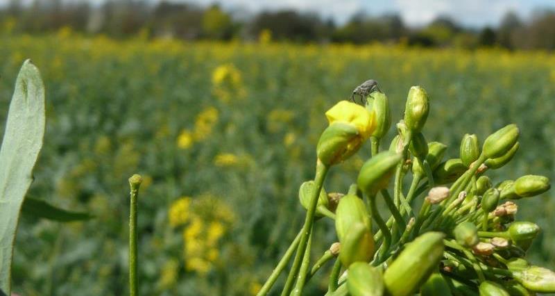 Seed weevil on flowering oilseed rape bud _15094