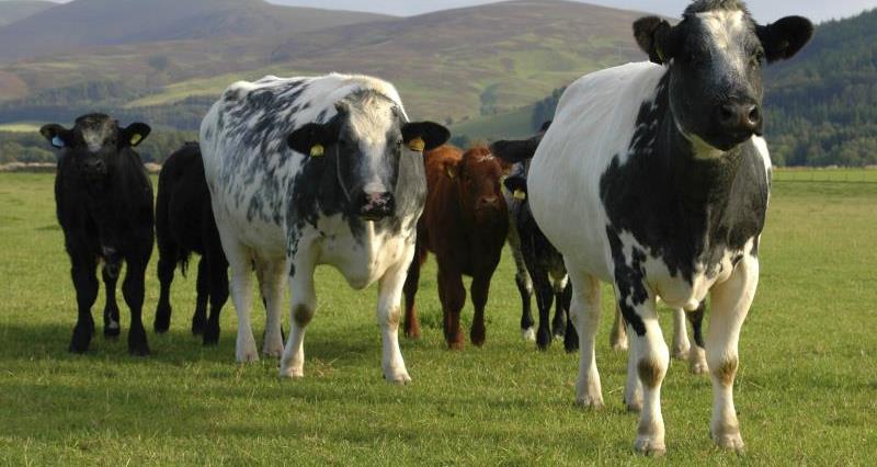 cows in field and hills, cattle, livestock, farm safety_29019