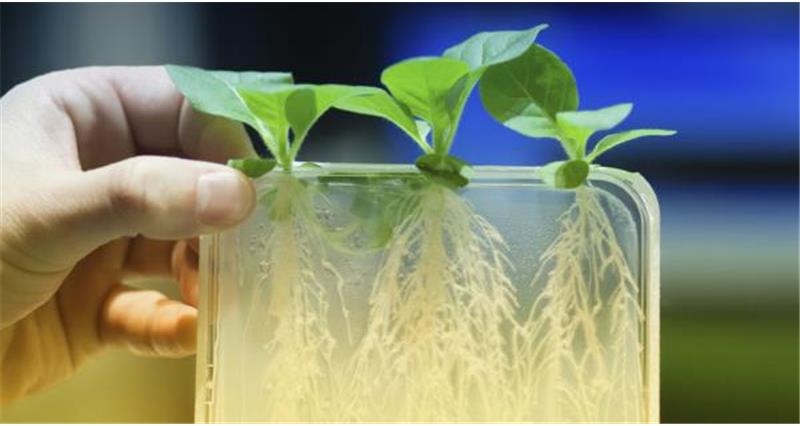 plants growing in a lab, science and technology, gm, web _43310