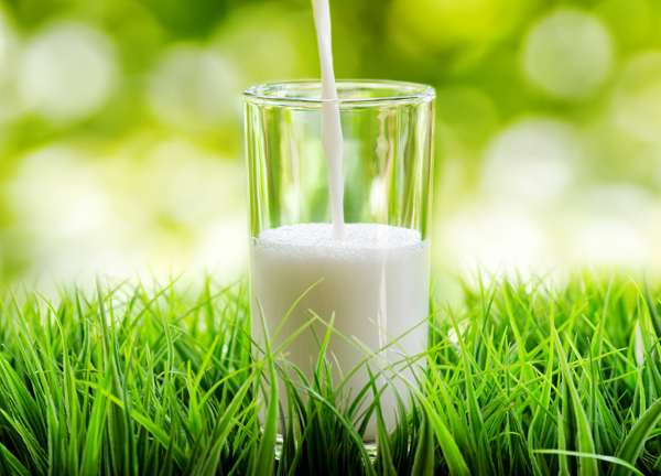 glass of milk in grass, dairy, cows, roadmap_31570