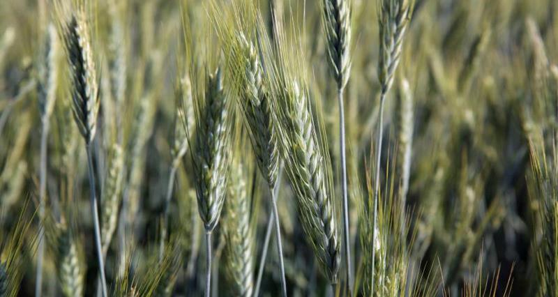 triticale image, crops, arable, combinable crops_33826