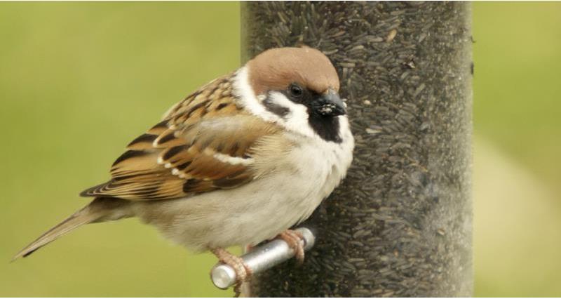 tree sparrow, big farmland birdcount_49998