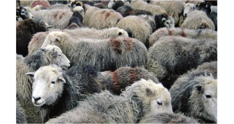 Wooly upland sheep_10601