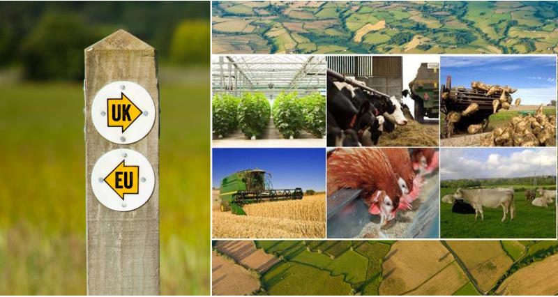 brexit update newsletter, a new domestic agricultural policy - header picture, brexit, article 50, eu_43127