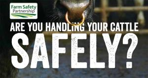 safe handling of cattle_flyer_v4, july 2016-1_35778