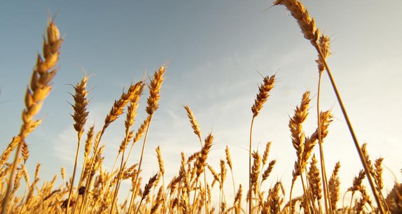 wheat field web crop, growth, harvest_40537