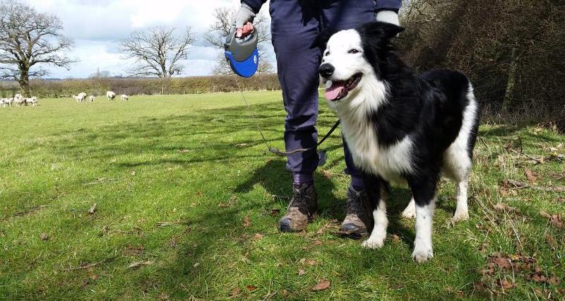 Dog walking, sheep, lead, Love Your Countryside, sheep worrying, Benji_33559