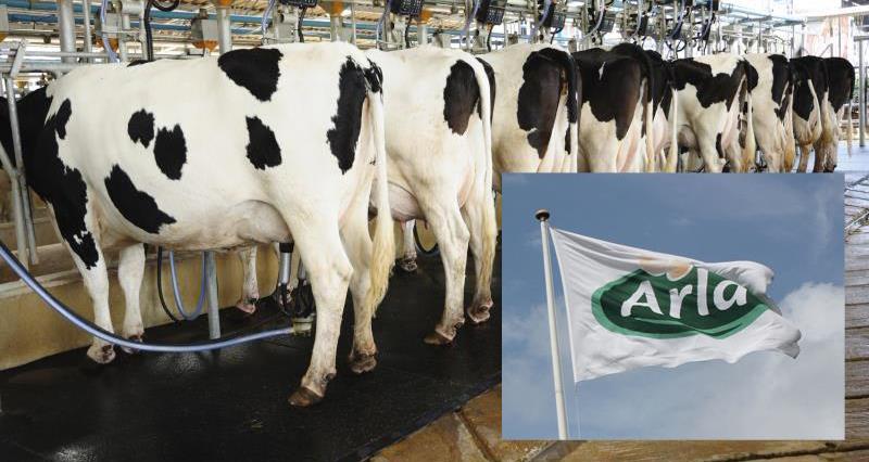 Arla flag and milking parlour, banner crop, milk, cooperative_32758