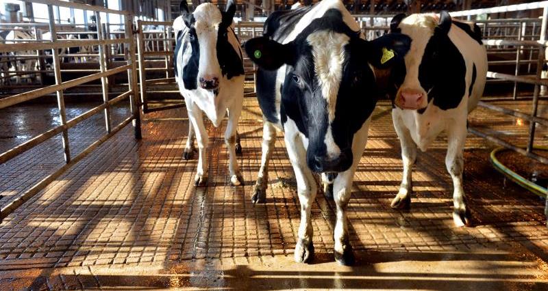 Dairy cows, TB testing in Derbyshire _14962