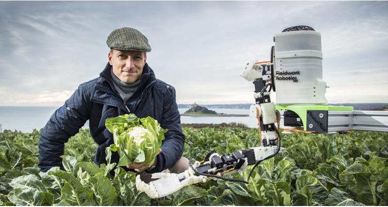 robot harvest, automated brassica harvest in cornwall project, dr martin stoelen_53168