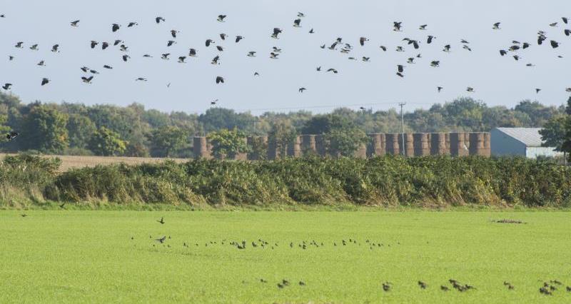 Why do British farmers use bird scarers?
