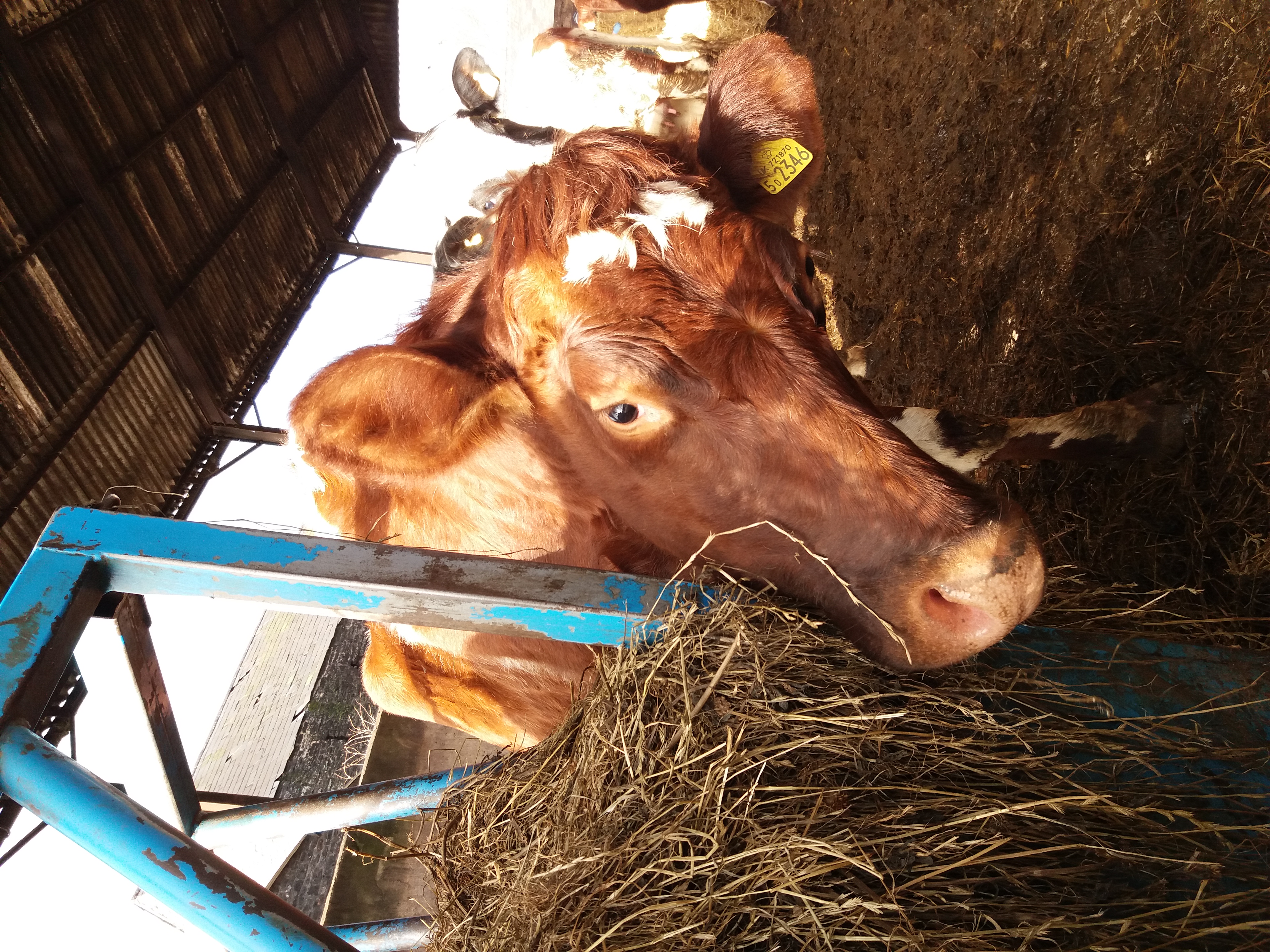 Cow on Abi Reader farm_50394