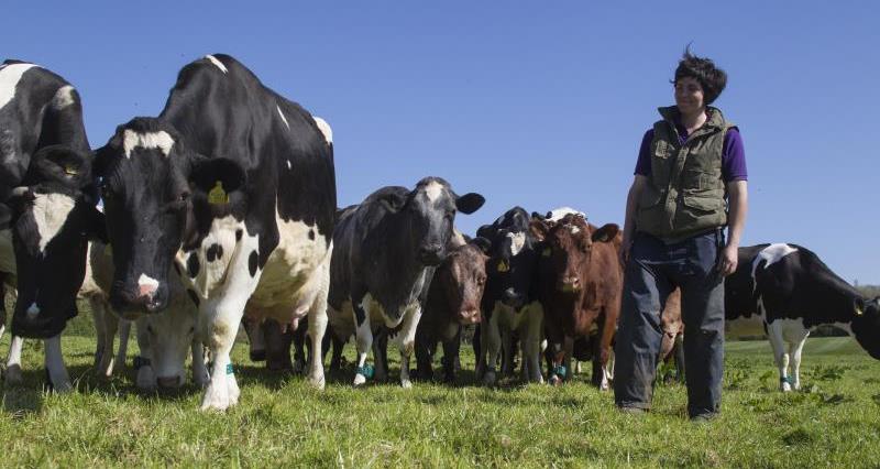 Find out all about British dairy calving